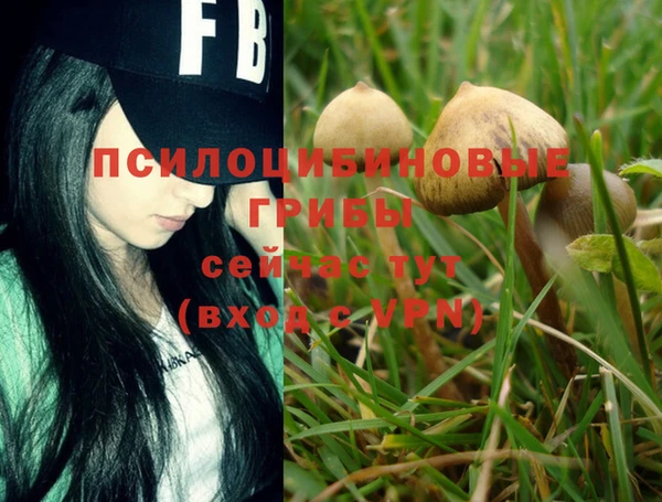 PSILOCYBIN Абинск